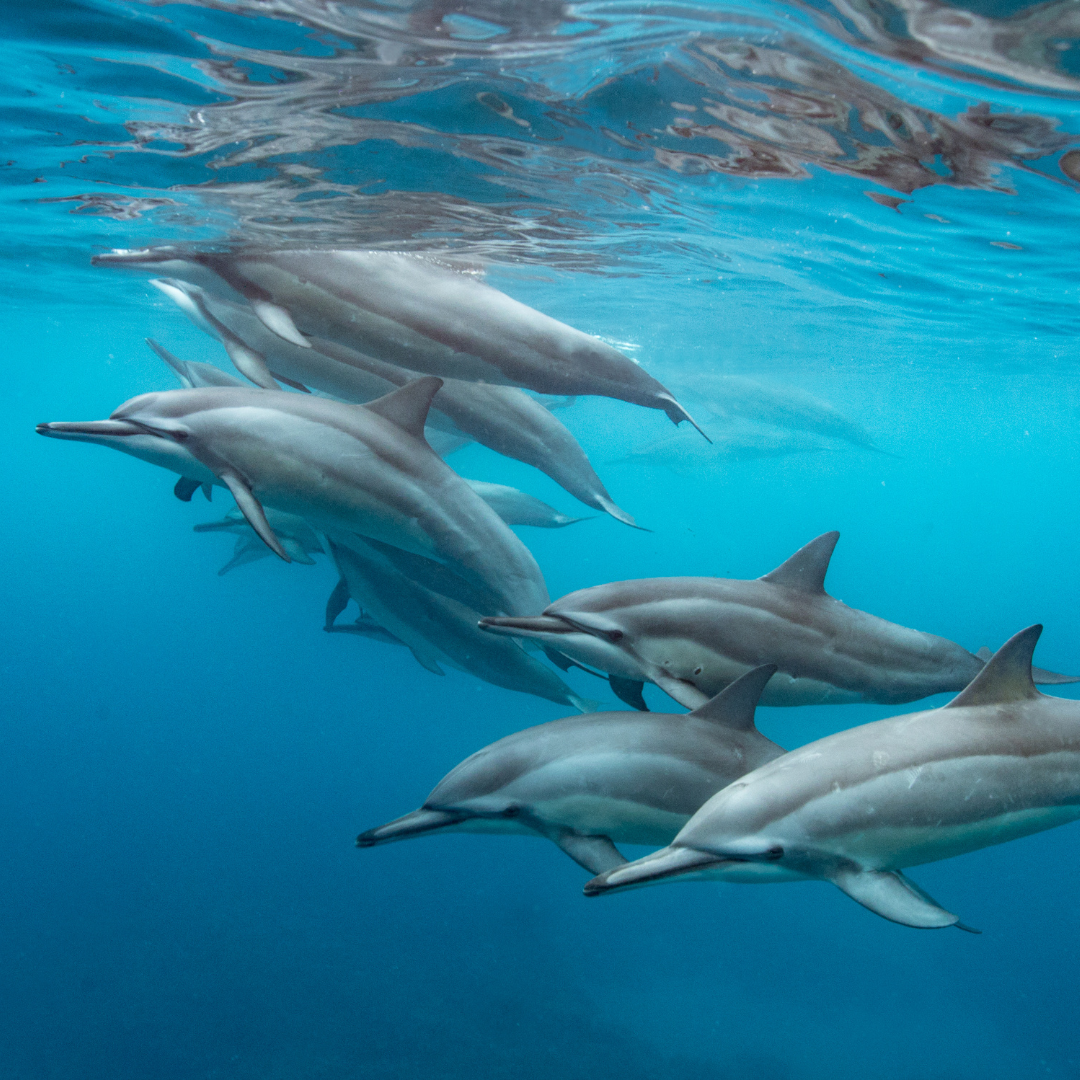 ocean wisdom keepers dolphin.png