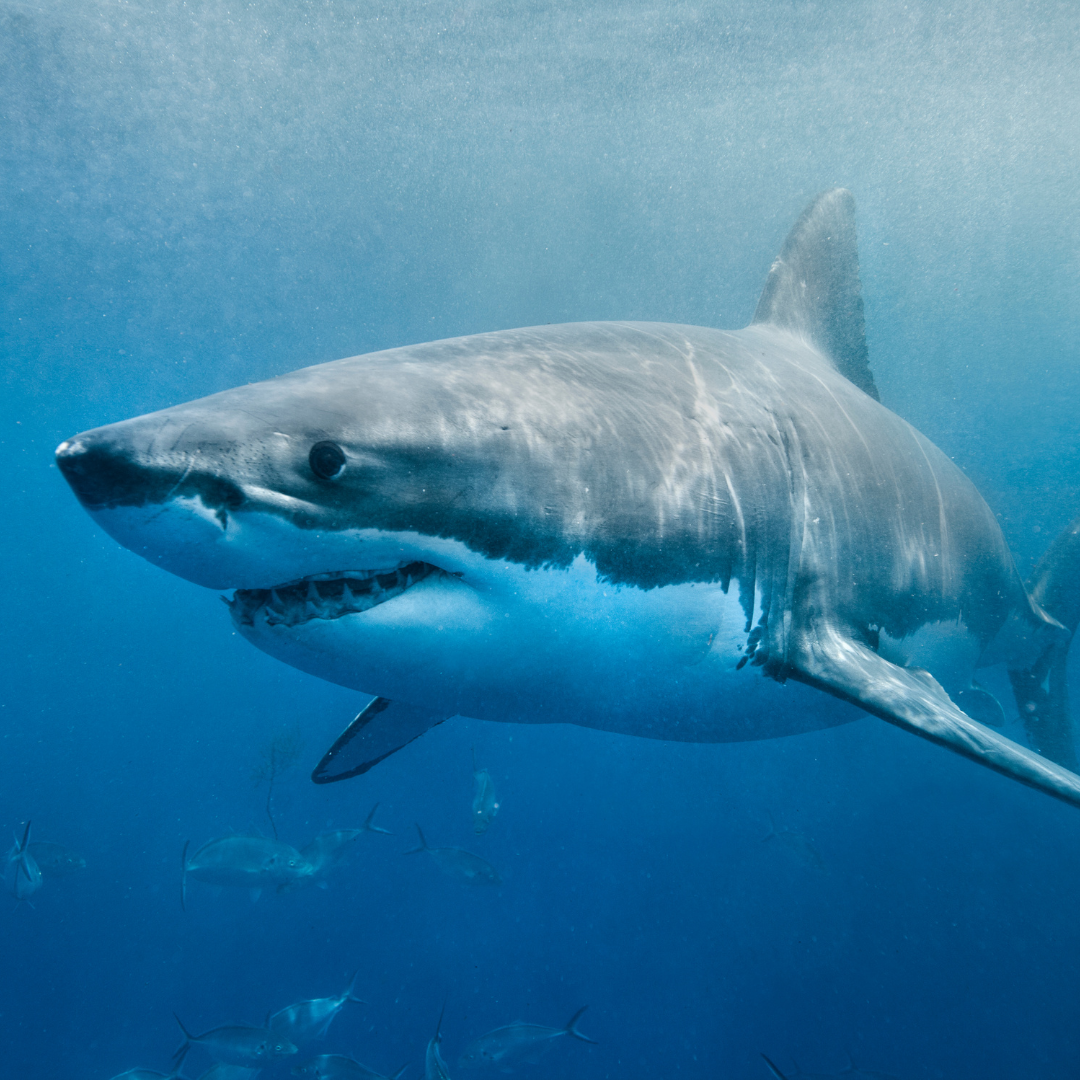 ocean wisdom keepers shark.png
