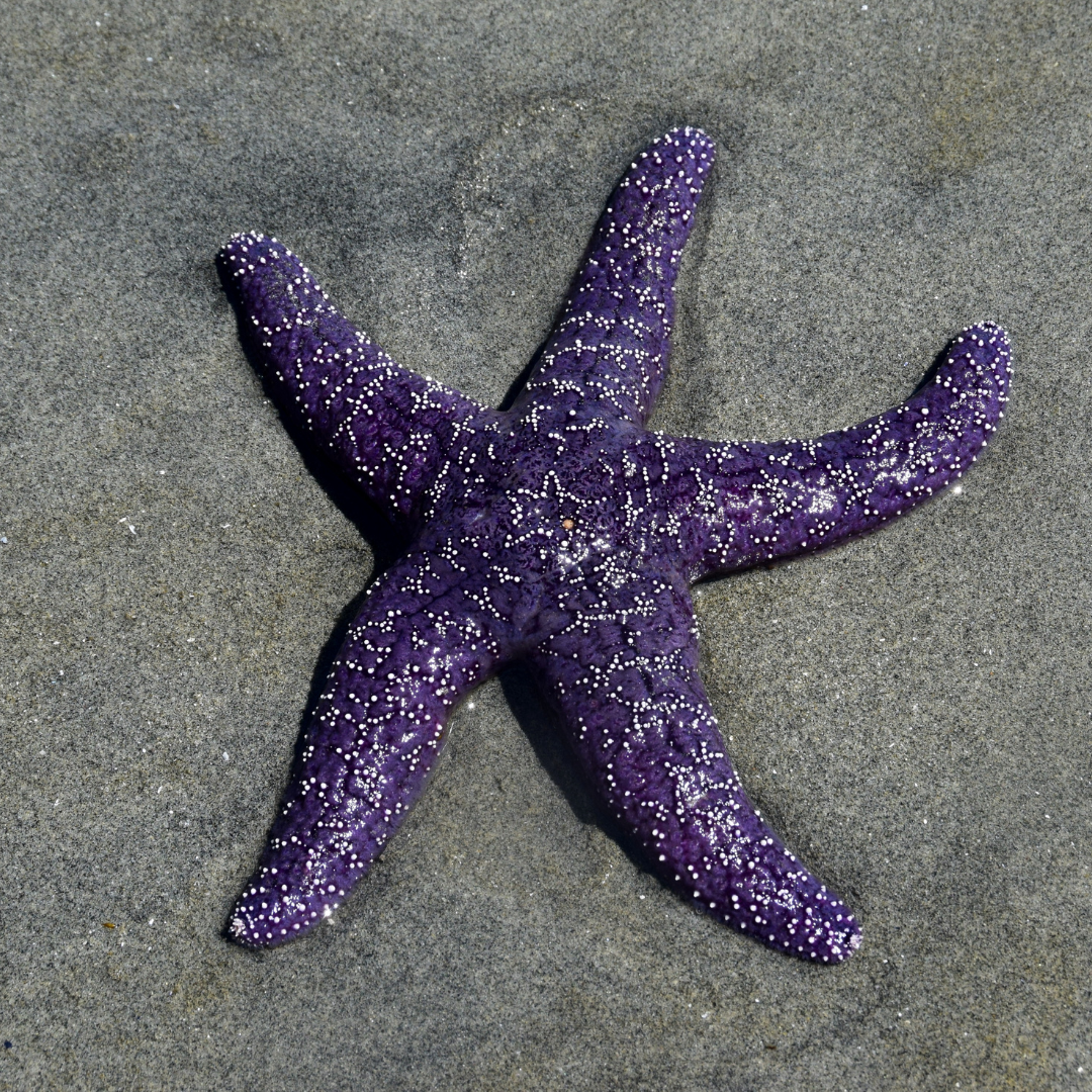 ocean wisdom keepers whale (1).png