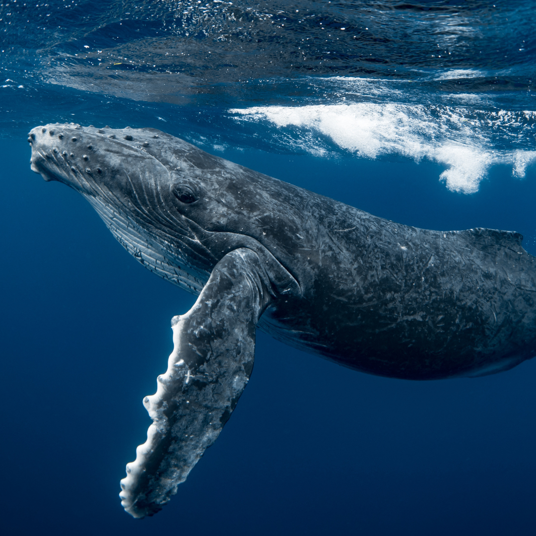 ocean wisdom keepers whale.png