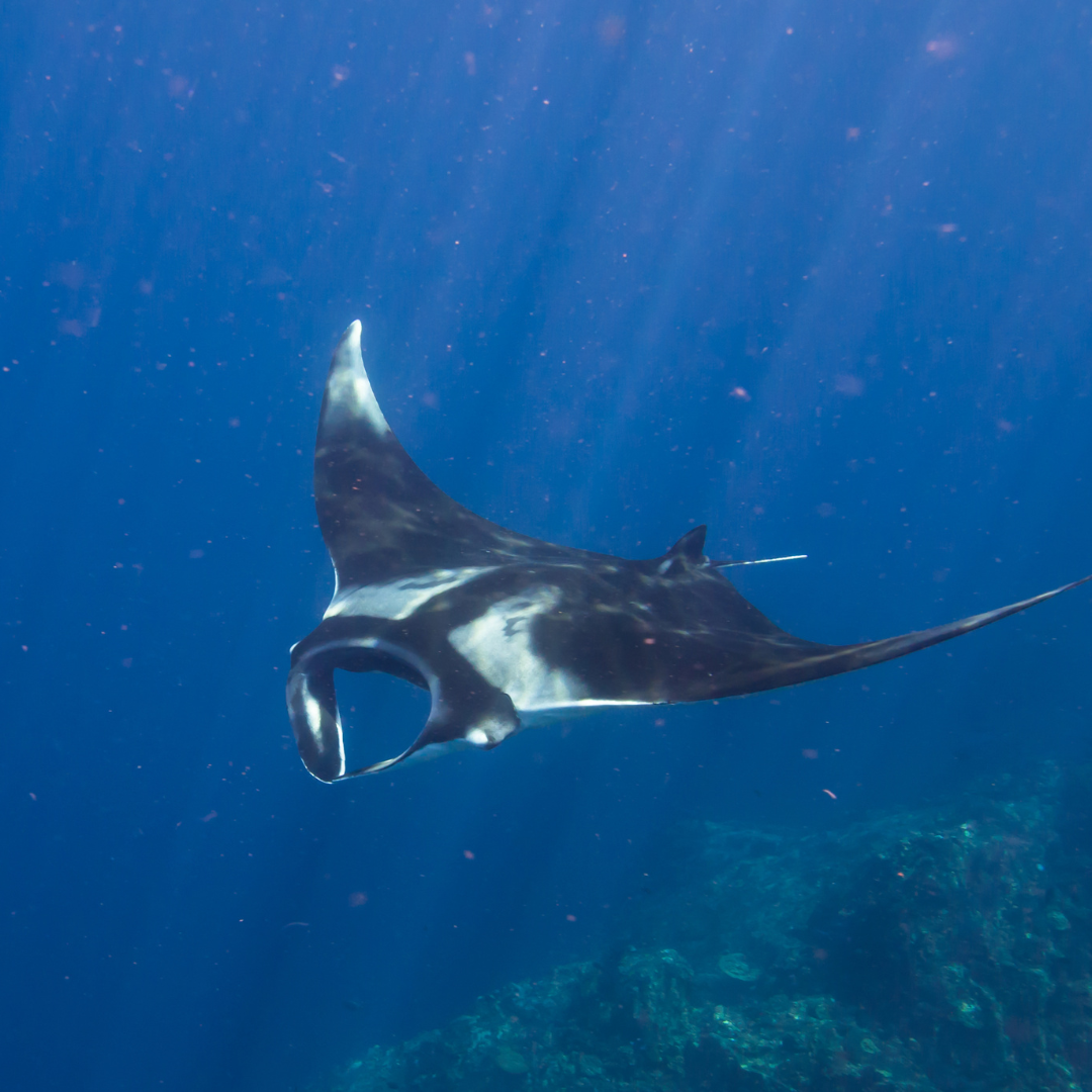 ocean wisdom keepers manta ray.png