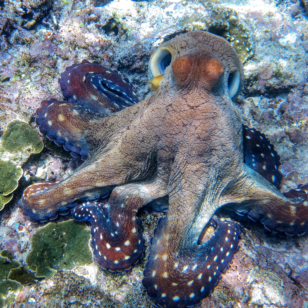 ocean wisdom keepers octopus.png
