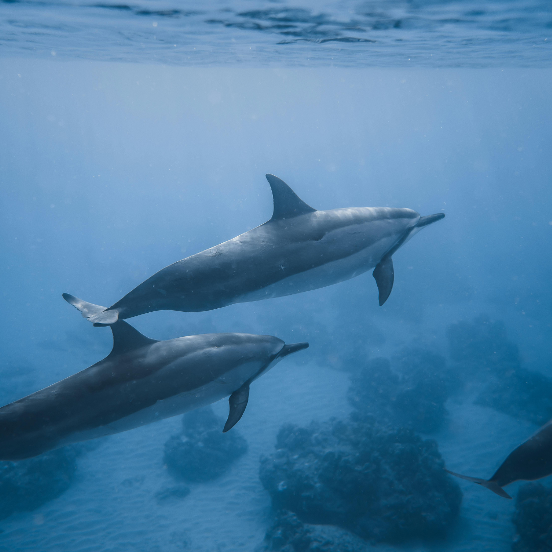 My Encounter with Spinner Dolphins