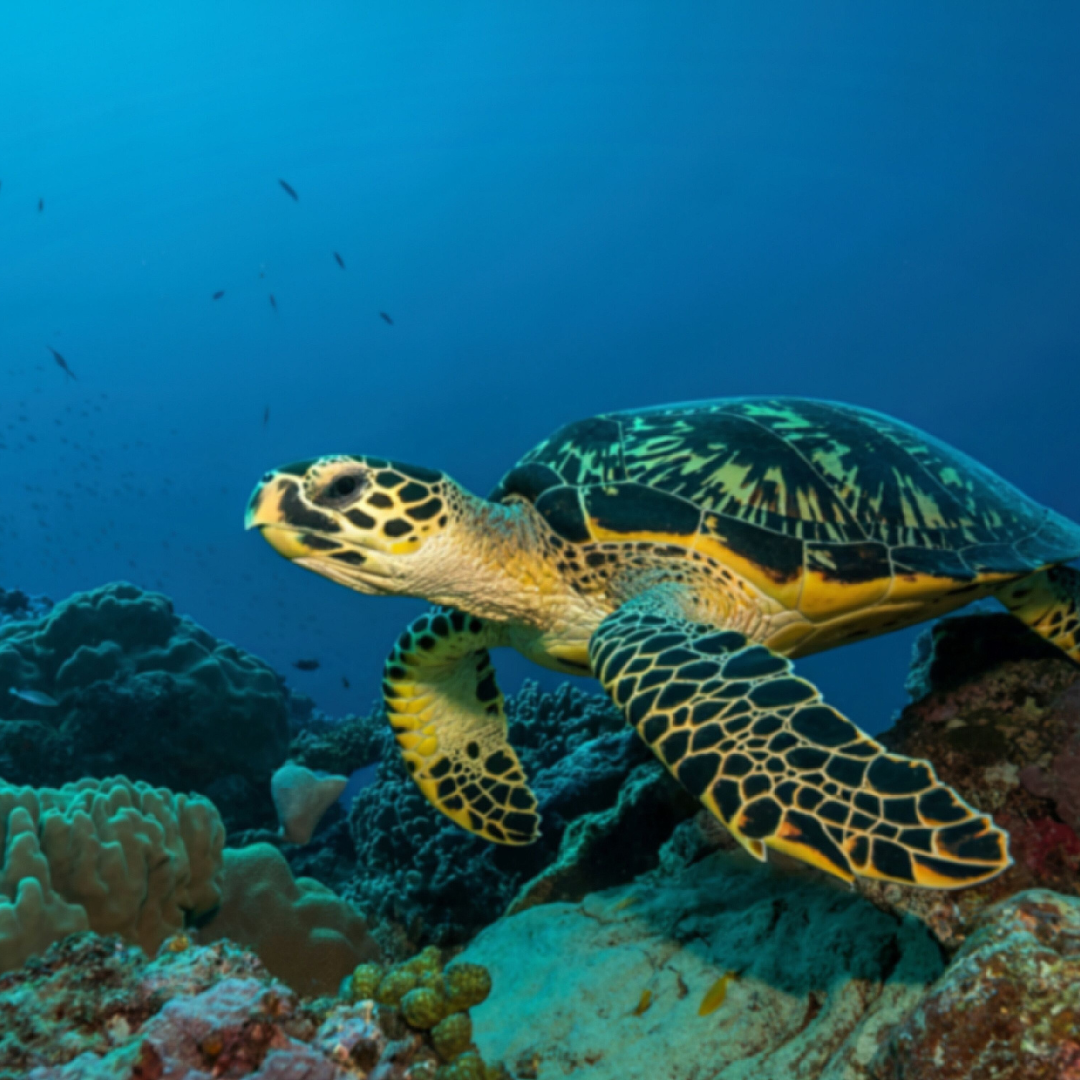 Feeling Lost? What Hawksbill Sea Turtles Taught Me About Finding Your Way Home