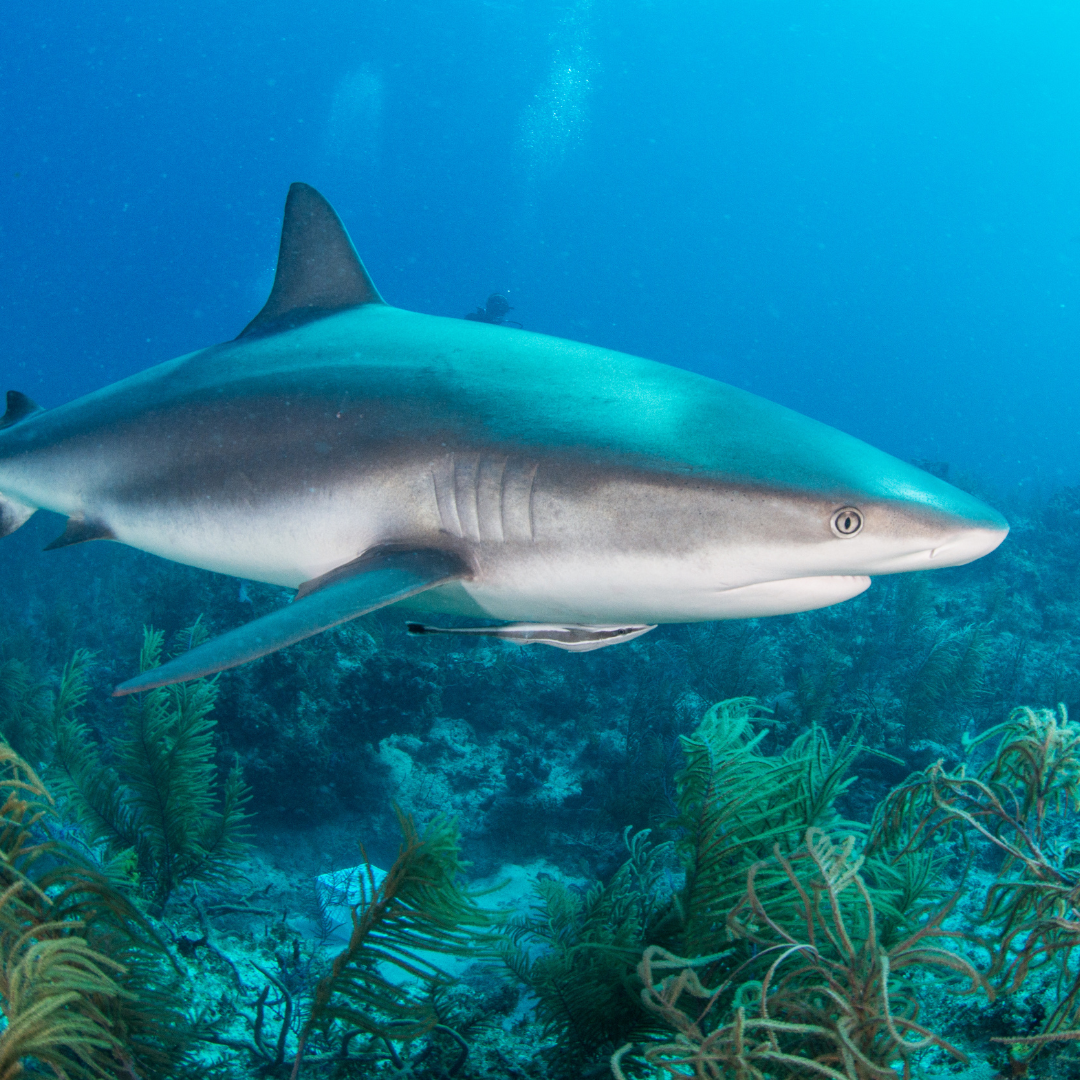 The Spiritual Meaning of the Shark