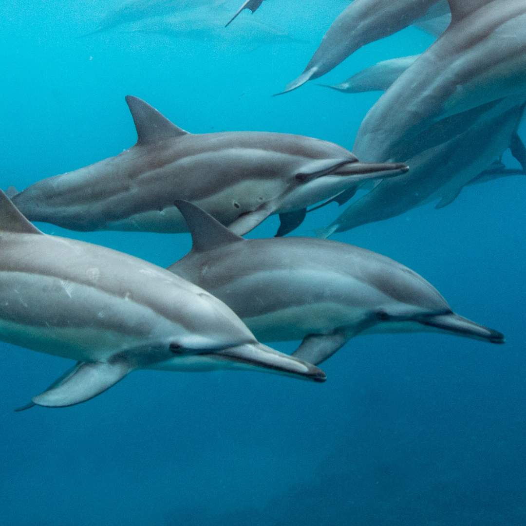 What the Spinner Dolphins Taught Me About Flow