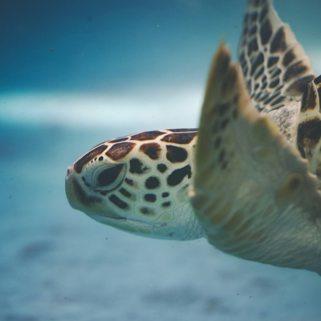 What the Sea Turtle Taught Me About Trusting Your Inner Compass