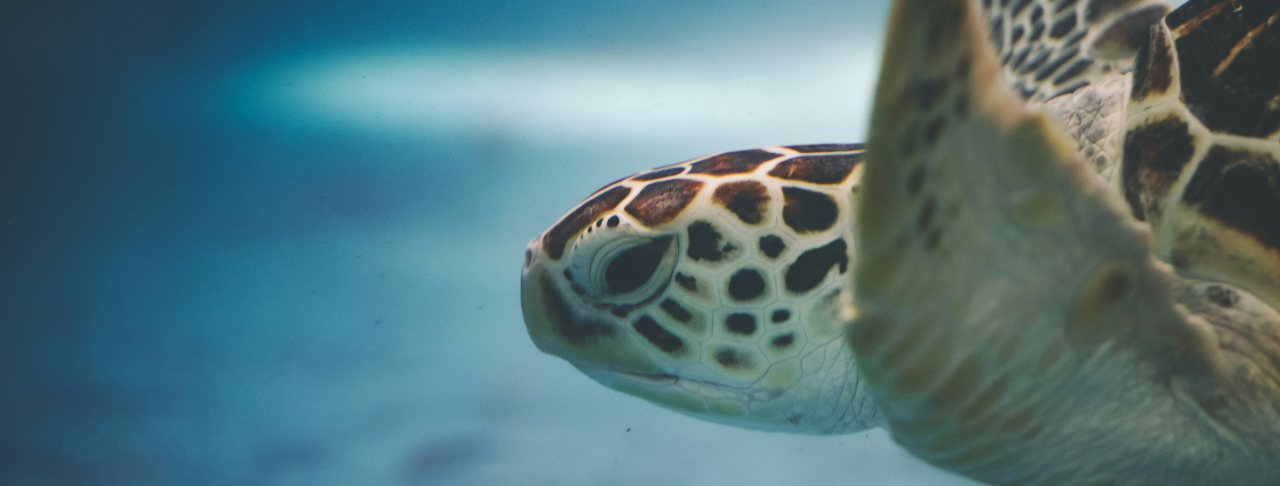 What the Sea Turtle Taught Me About Trusting Your Inner Compass