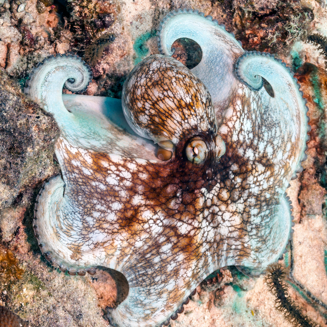 Octopus: Authenticity