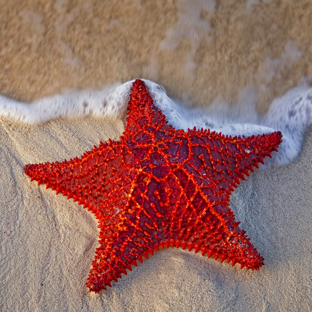 Sea Star Journey