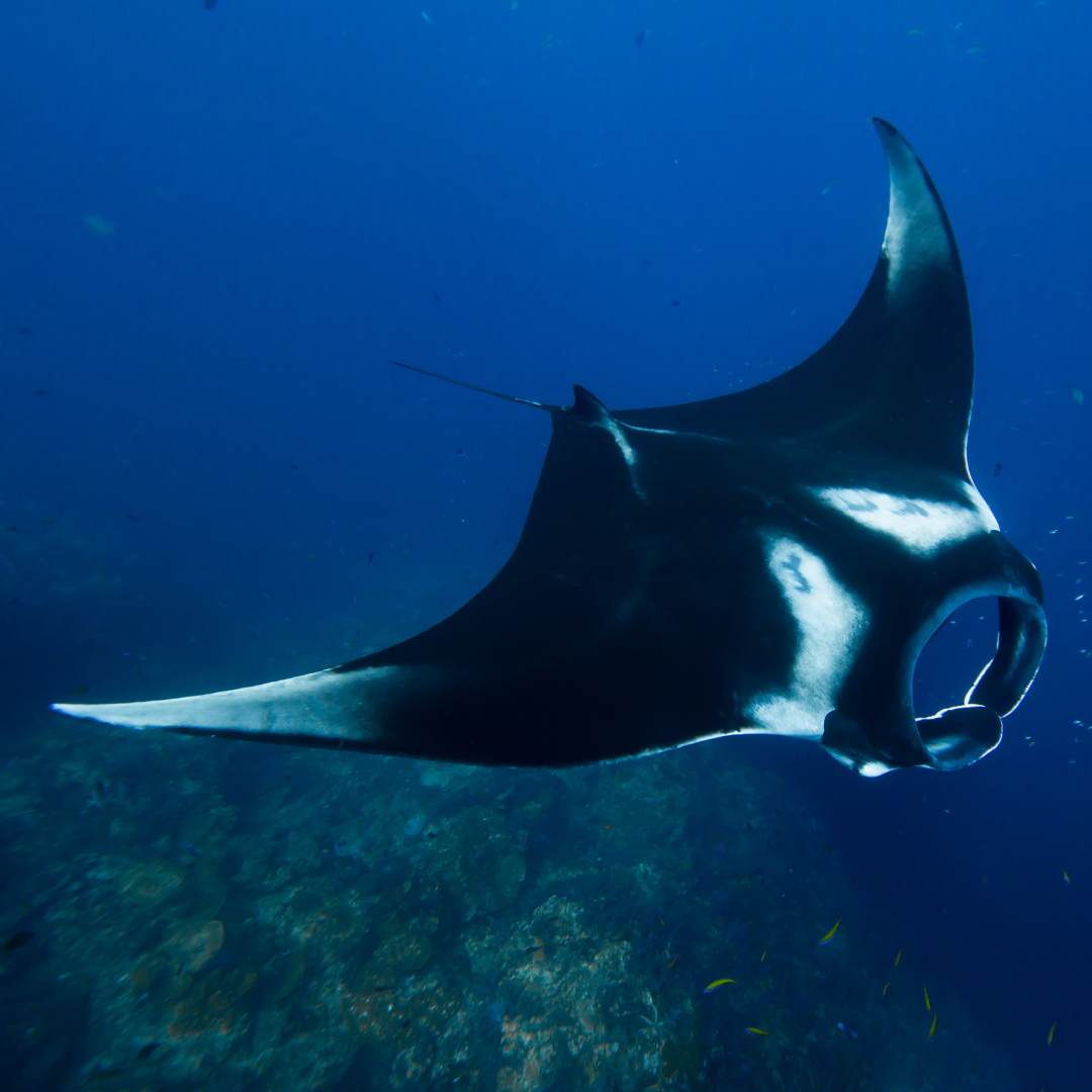 Manta Ray Journey