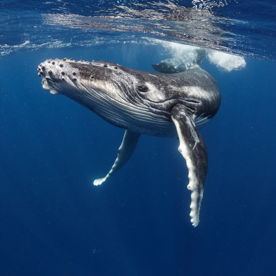 Whale Journey
