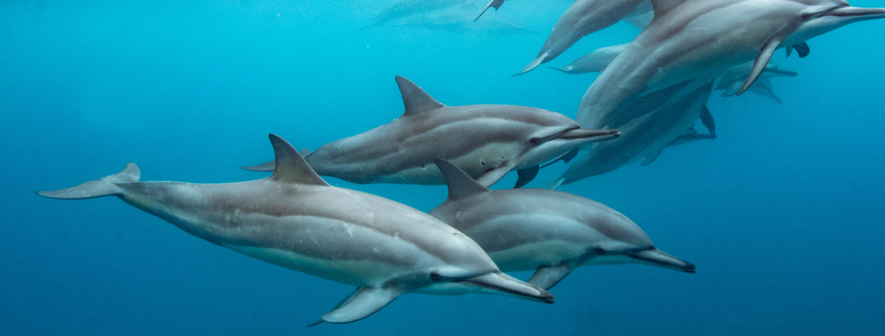 What the Spinner Dolphins Taught Me About Flow