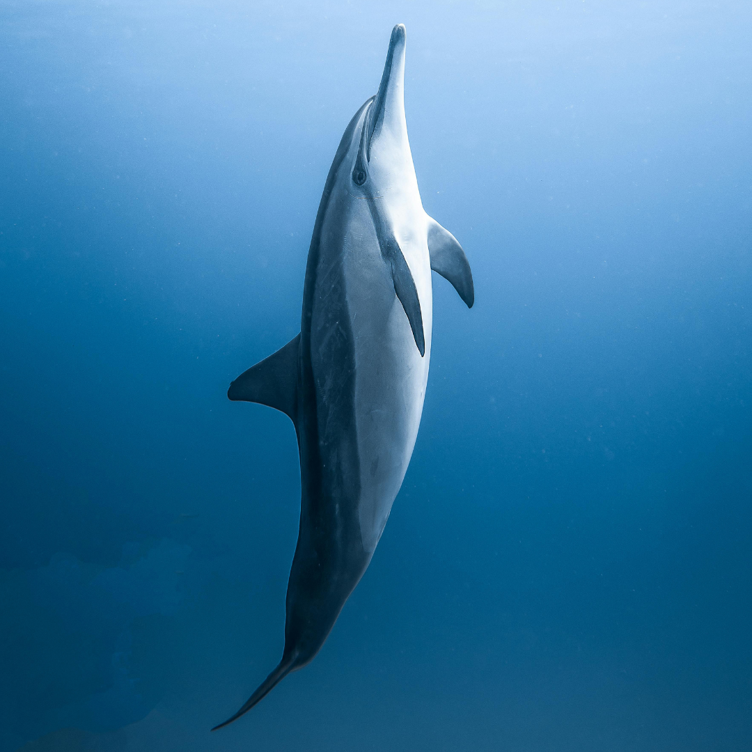Dolphin Journey