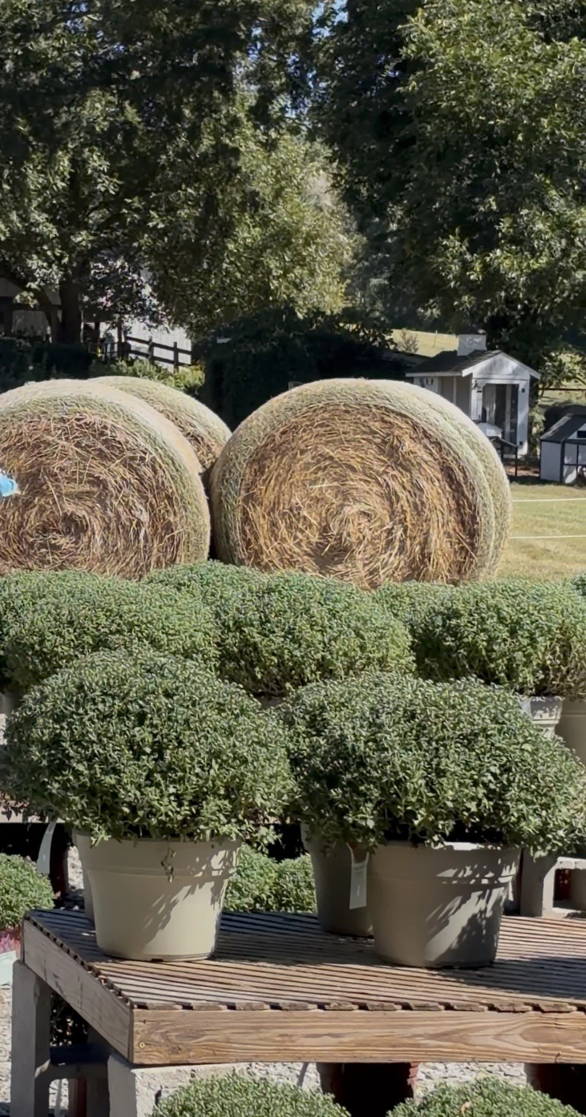 IMG_0933.jpg