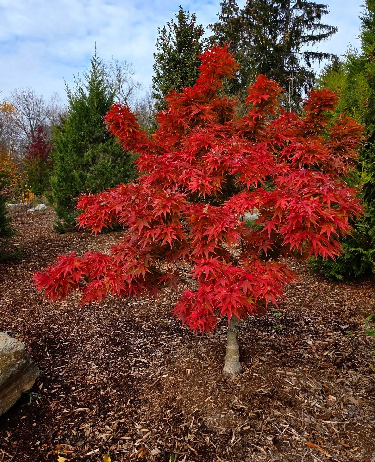 Acer palmatum 'Mikawa Yatsubusa' fall color 😻 shes a beauty!
