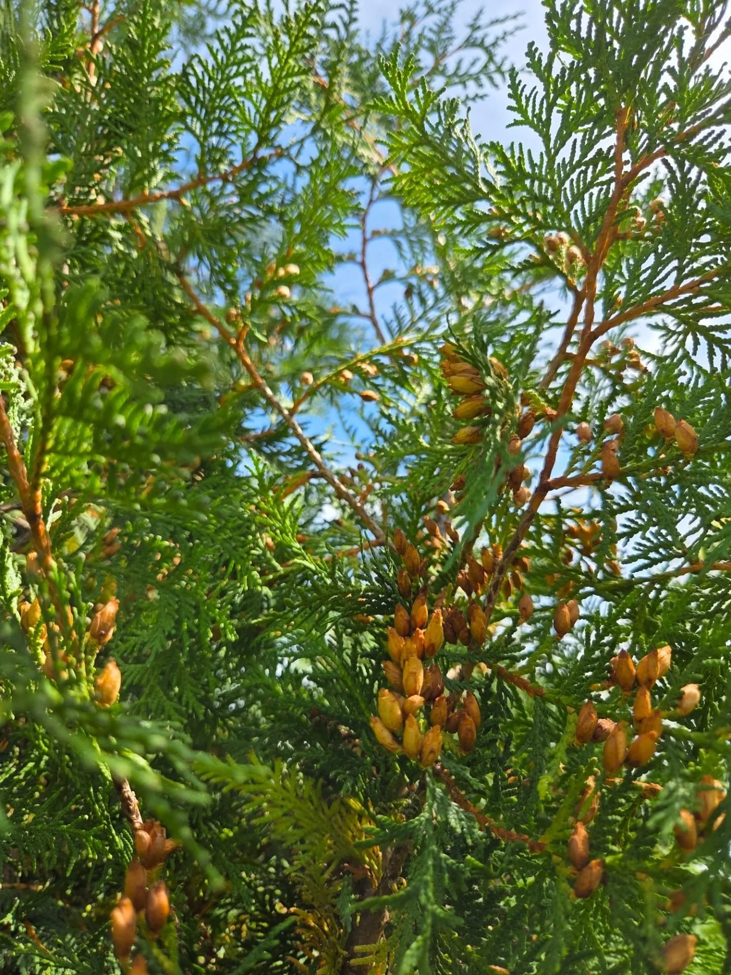 Thuja occidentalis... oh the tree that you are 😍 Look at those seeds! And that late summer 2nd flush of growth! Wow! 🥰 #lovetrees #thujaoccidentalis #arborvitae #fallishere