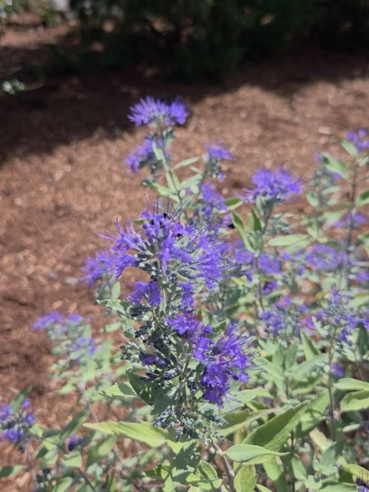 pollinator garden in action 🥰 lots of bumblebees, honeybees, and butterflies 💕