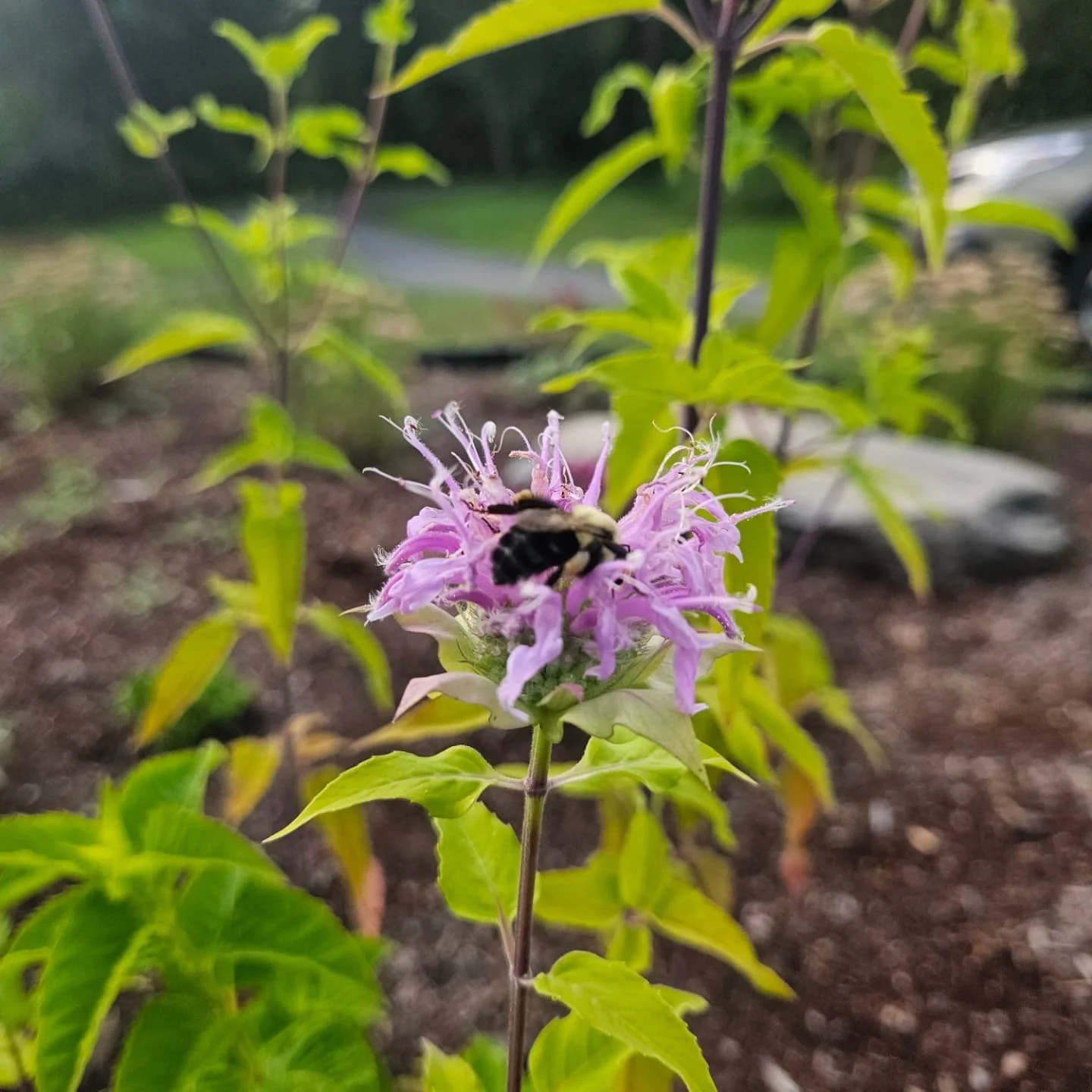 I ❤️ native plants!