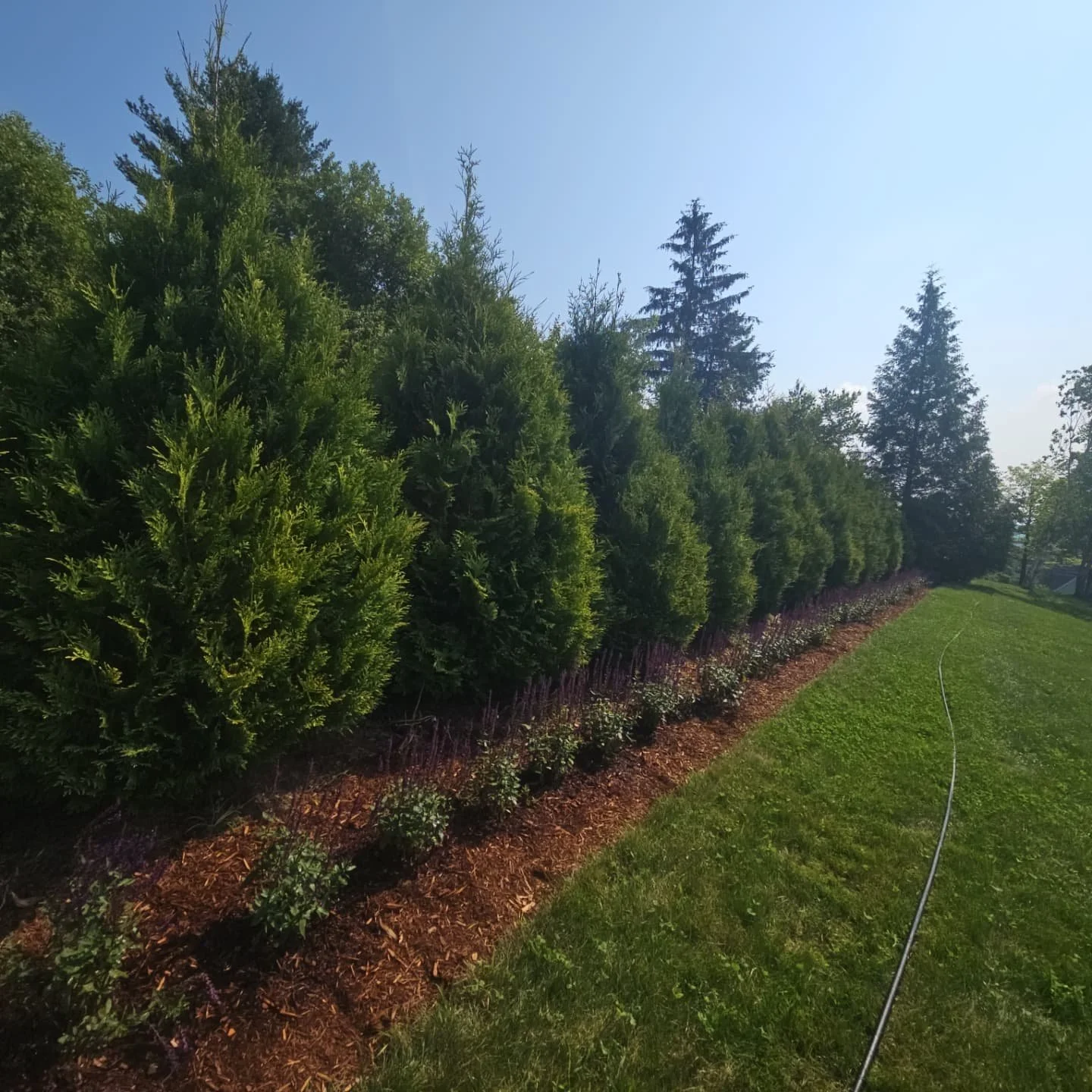 A summer refresh for a returning client 🙂
We recently completed this layered planting, blending structure, color, and movement across all seasons. 

A privacy hedge of 10' Dark American Aborvitae. Cripsii False cypress and Globosa Blue Spruce adding