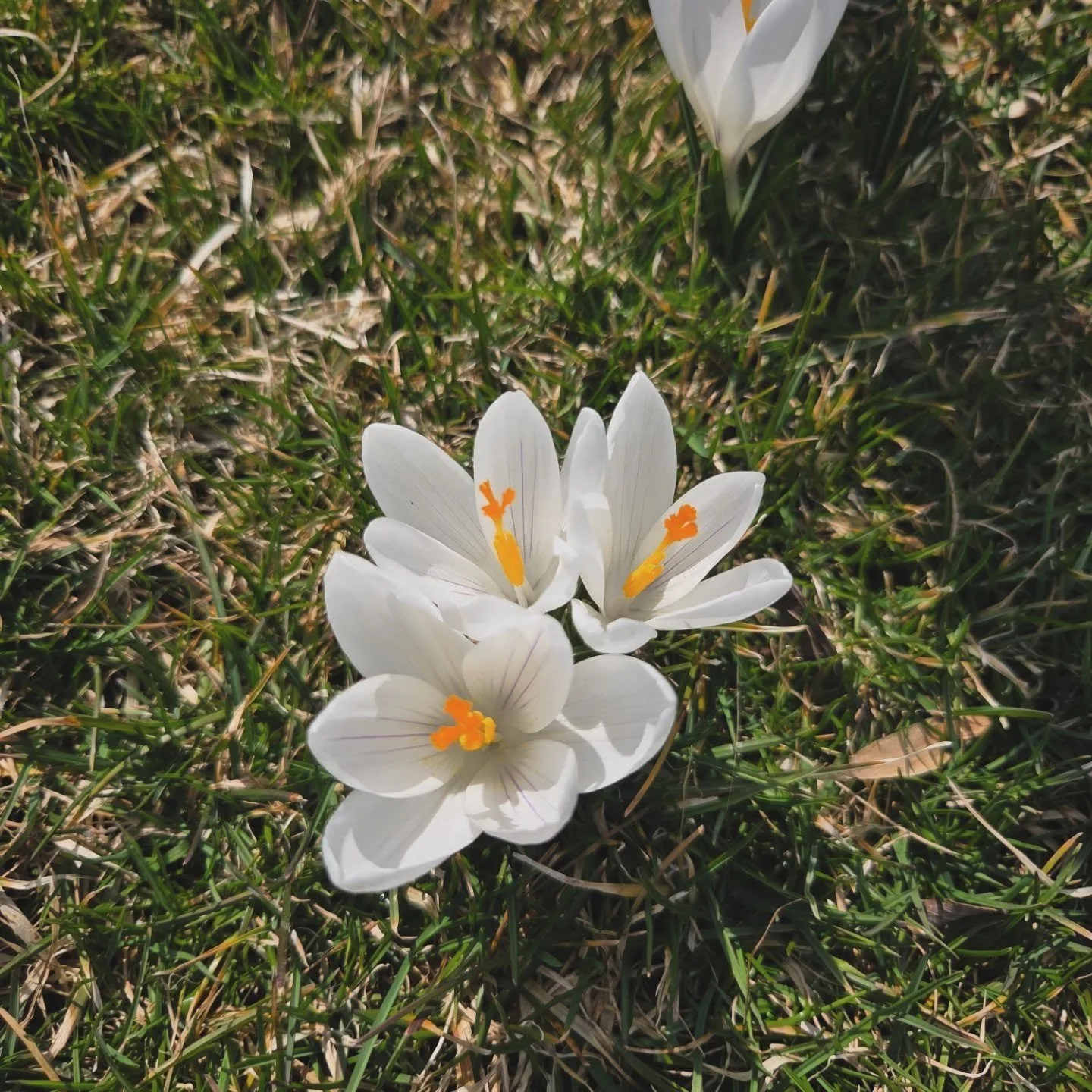 pov: ur the first crocus of the year and im taking pictures of you