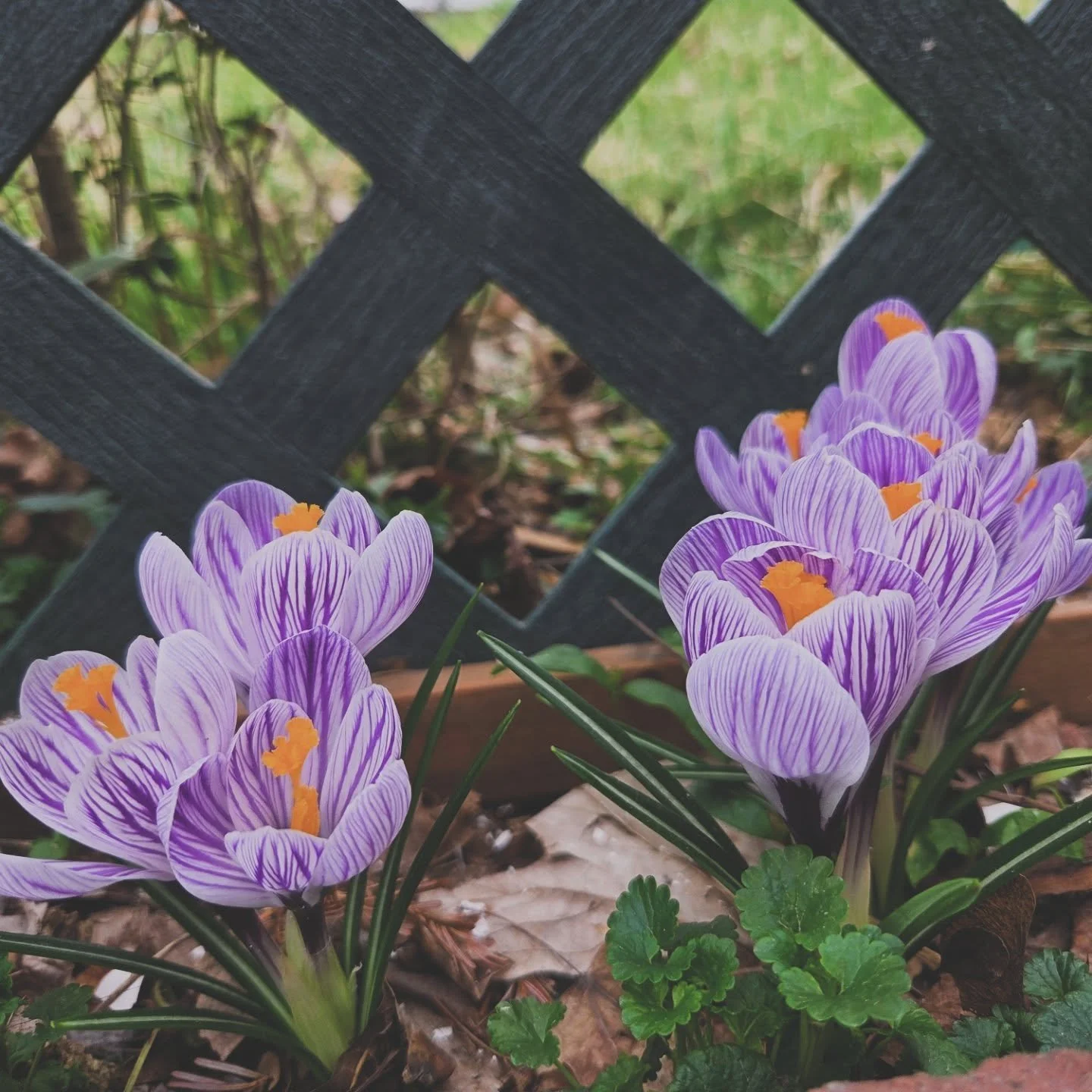 absolutely adore these crocus 💓
