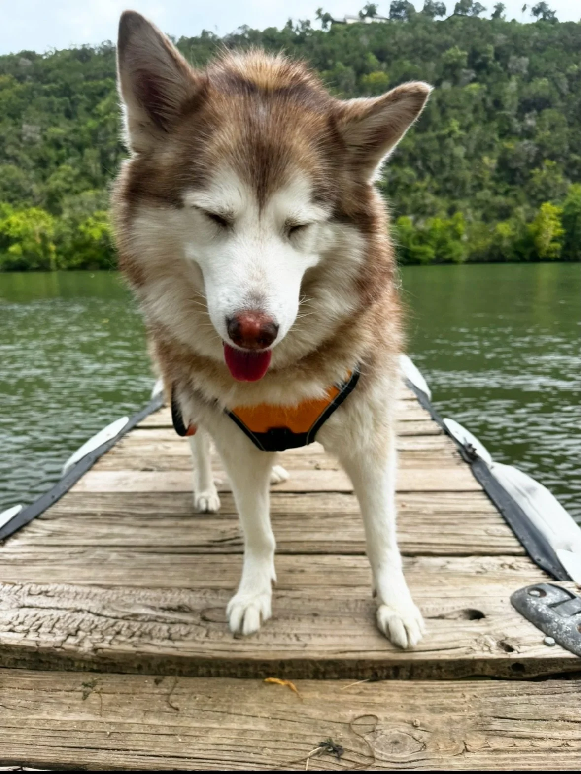 Our sweet girl is 10! 🎉🥳💓🐕The most down to clown, always ready for a car ride, adventure pup around. She loves a good party, as long as there&rsquo;s food there &amp; honestly same. Happy birthday @aurora.atx