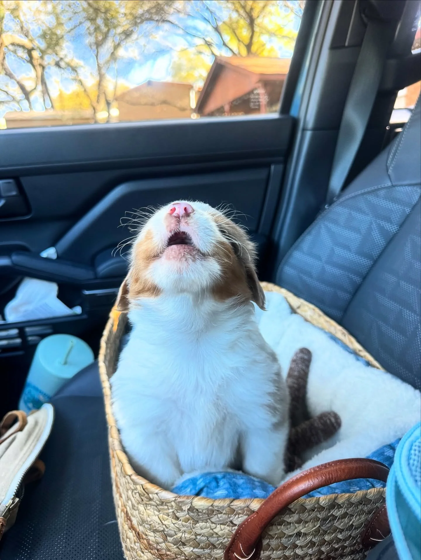 Happy National Puppy Day 🐶 we&rsquo;re in a puppy love bubble with sweet little Roux. 

#nationalpuppyday