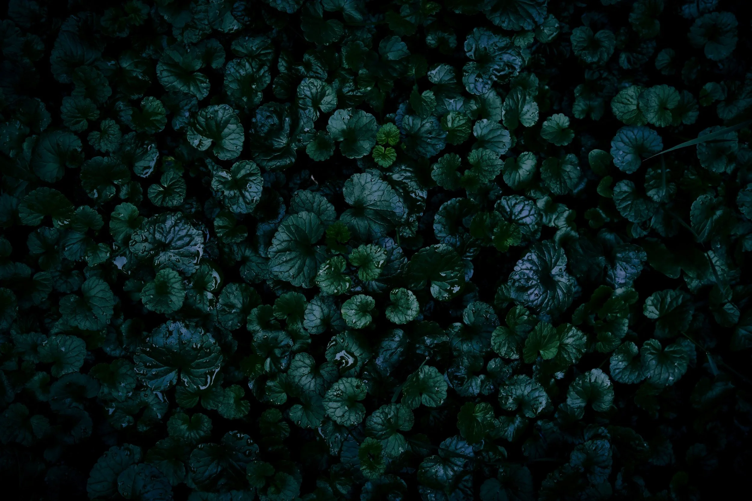 Therapeutic Approach: DBT and Interpersonal Psychodynamic Therapy. Dew on a carpet of lush, dark green leaves.