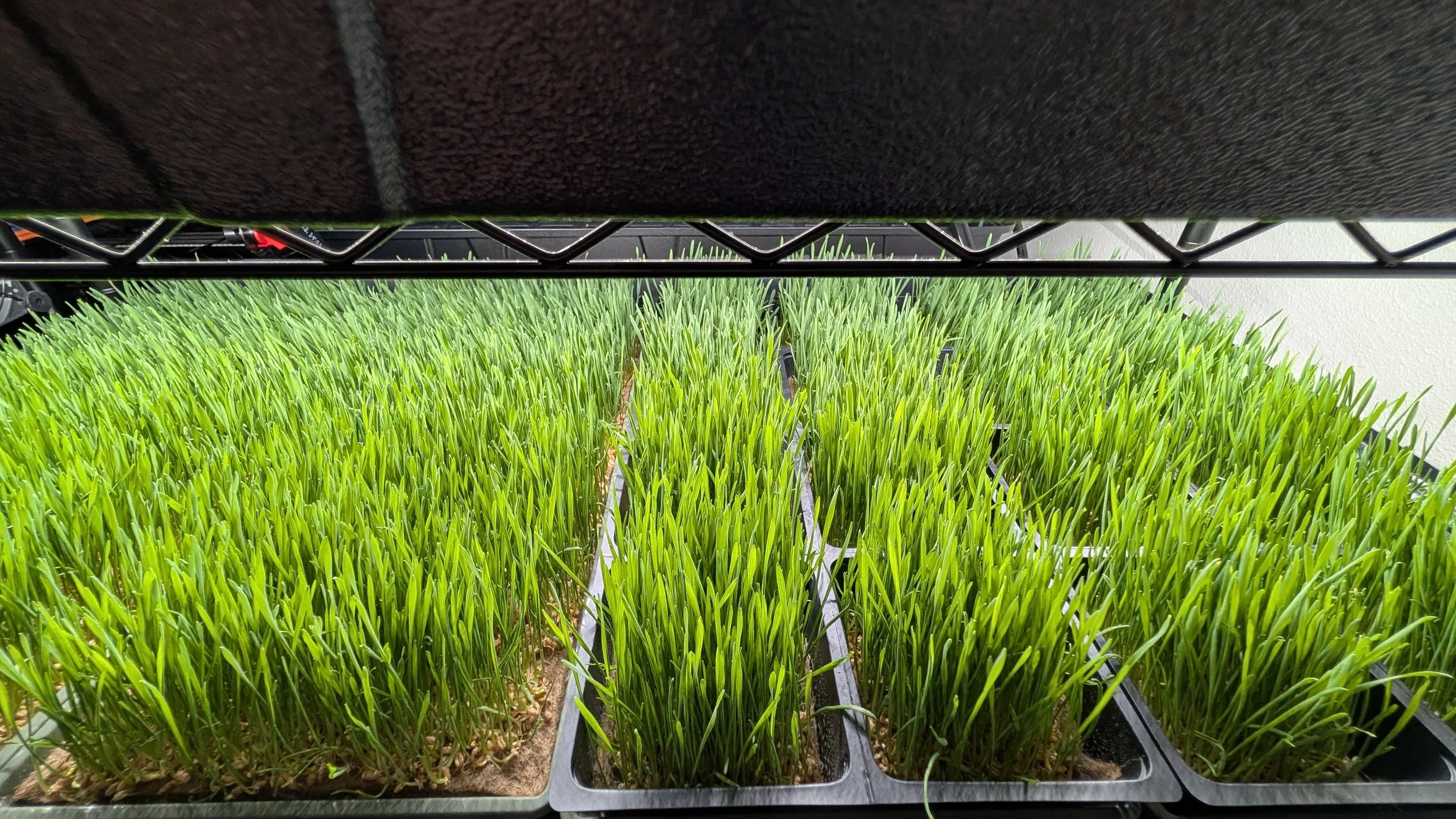 Wheatgrass Microgreens