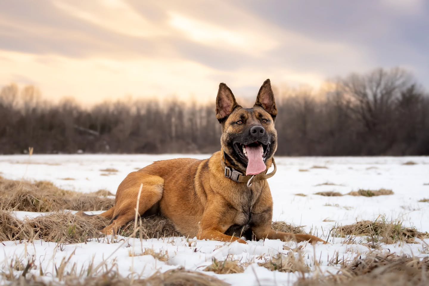 Pure energy⚡️

Rena, Belgian Malinois

--
📍Ottawa Valley, ON
--
.
.
.
#belgianmalinois #dogphotoshoot #dogphotography #dogsincanada