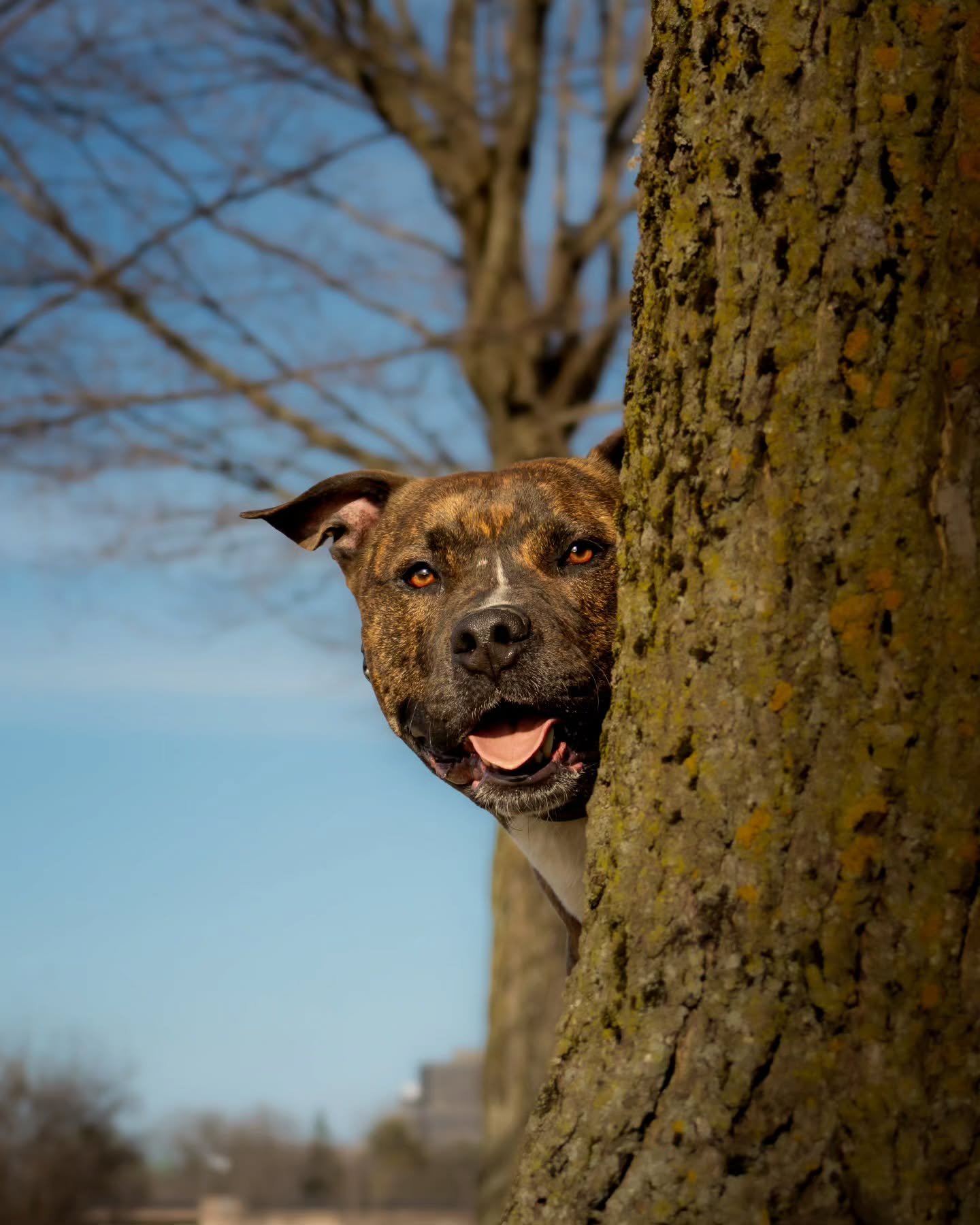 Dozer being Dozer &mdash;because some faces don't need a second take. You feel them instantly. 

The three-year-old, all-time American Mix. Ambassador of surprise, and tree-side drama. With a taste for high-impact running, if you get what I mean (be 