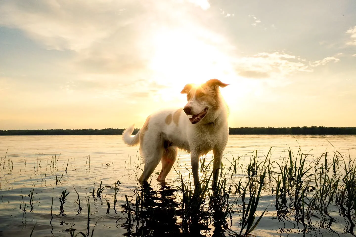 She is sunshine☀️
@berlinofpersia 

--
📍Ottawa, ON
--
.
.
.
#dogphotoshoot #dogphotography #doglife #dogsincanada