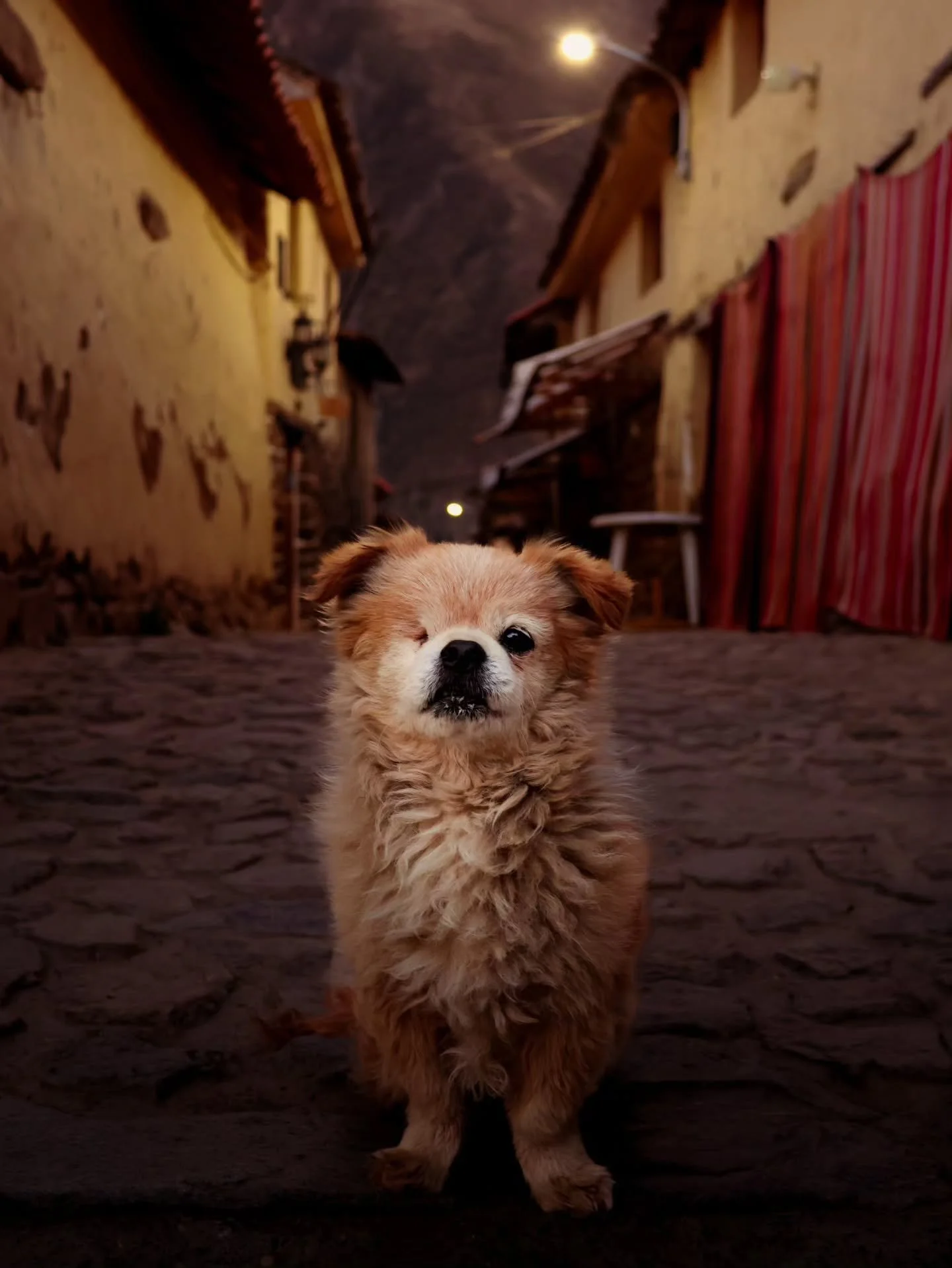 Sometimes, when you travel, the purest stories aren't told by people, but through the eyes of a street dog. 

Look long enough, and you'll see the streets reflected there. Streets that hold meaning. Places to be discovered. The freedom that still lin
