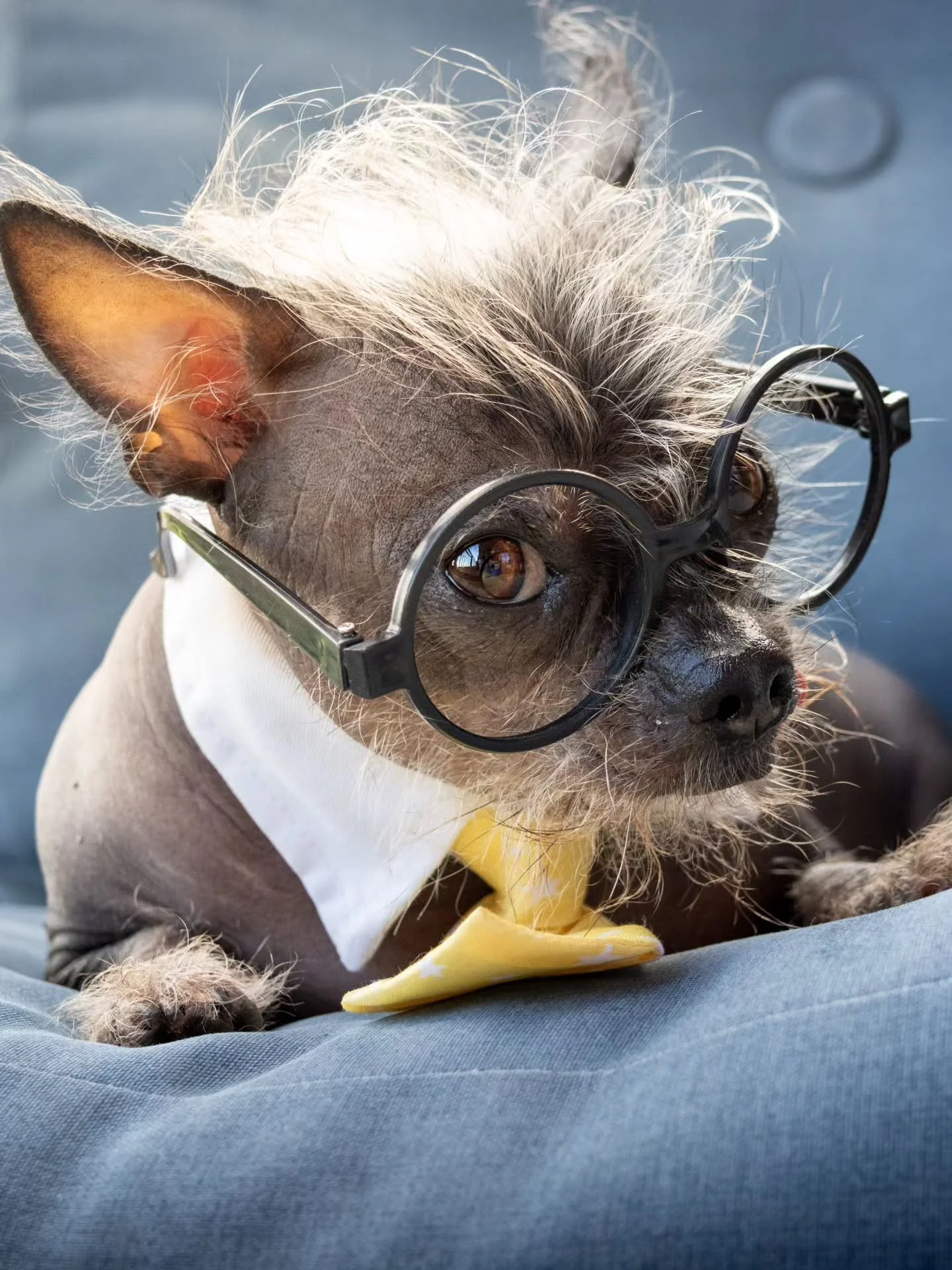 Little Corporate Lenny, ready for business🤓

@lennyloveslocal