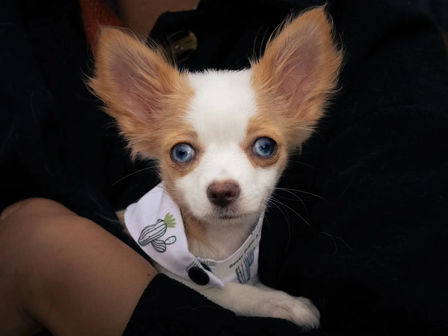 Halloween ain't all scary. It also comes in cute, funny little packages🎃

--
During Howl-O-Ween, Ottawa, ON
--

#DogPhotography #dogsofinstagram