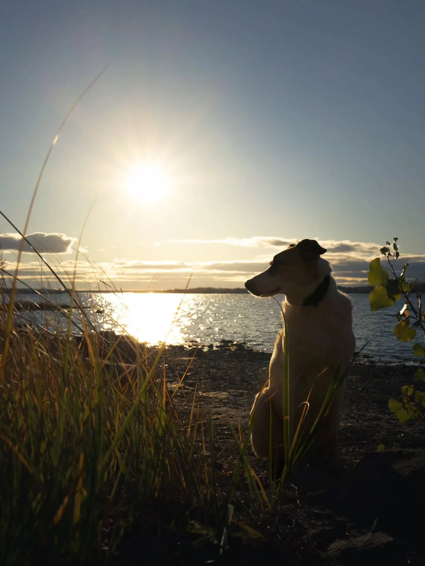 Of sunsets and paws. A love song🐾

--
📍Ottawa, ON
--

#DogPhotography #sunsetphotography #dogphotoshoot #dogsincanada