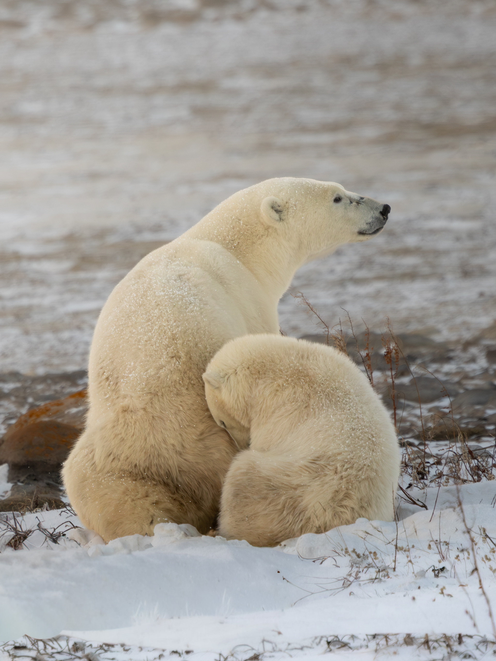 Between Bears & Ice