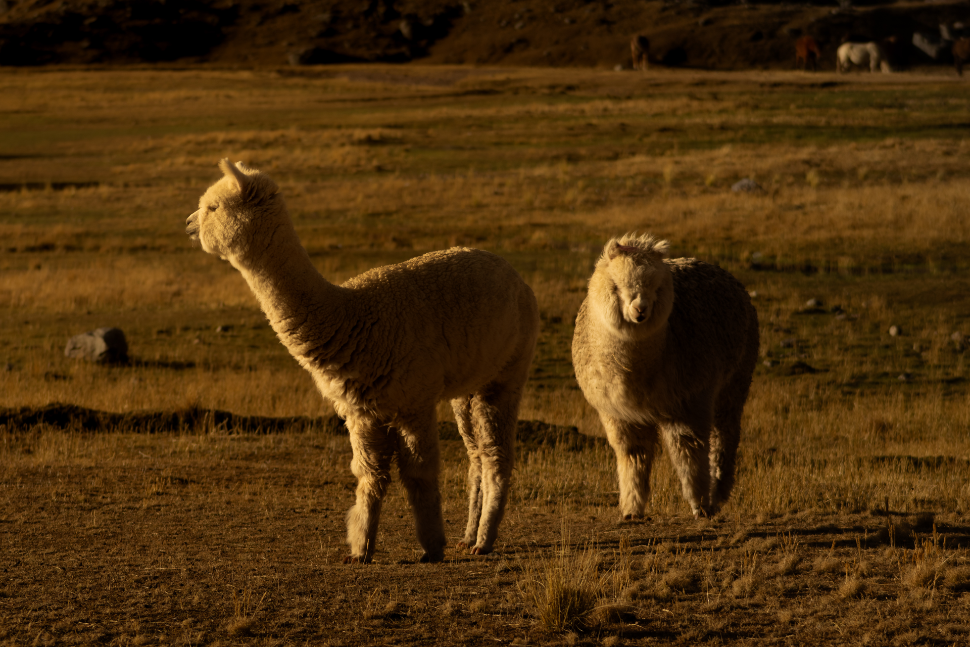 Ausangate-Trek-02-95.png