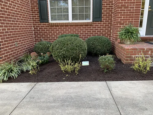 Shrub Trimming
