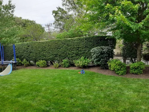 landscaping 5