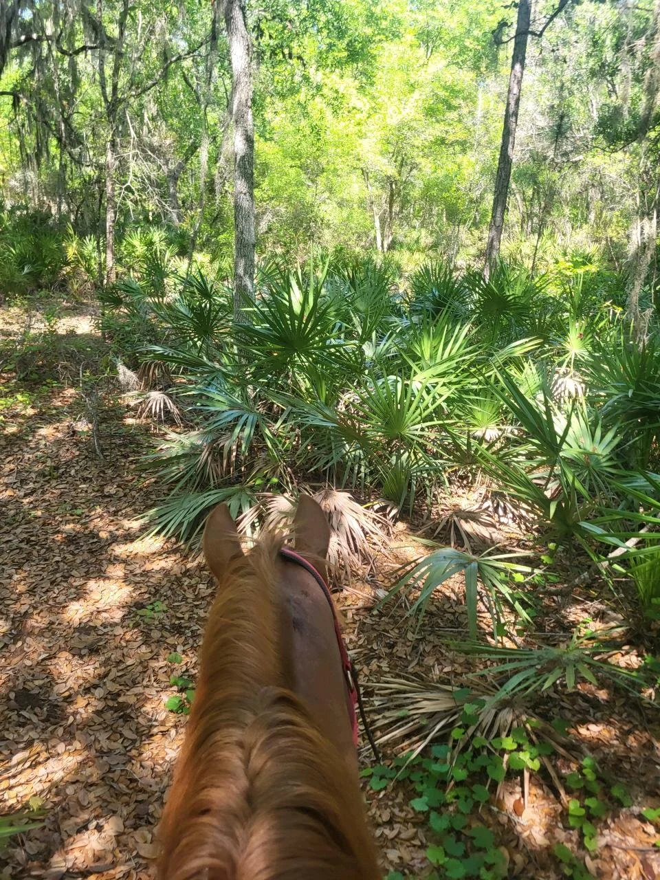 Trail Ride in Tavares, Florida