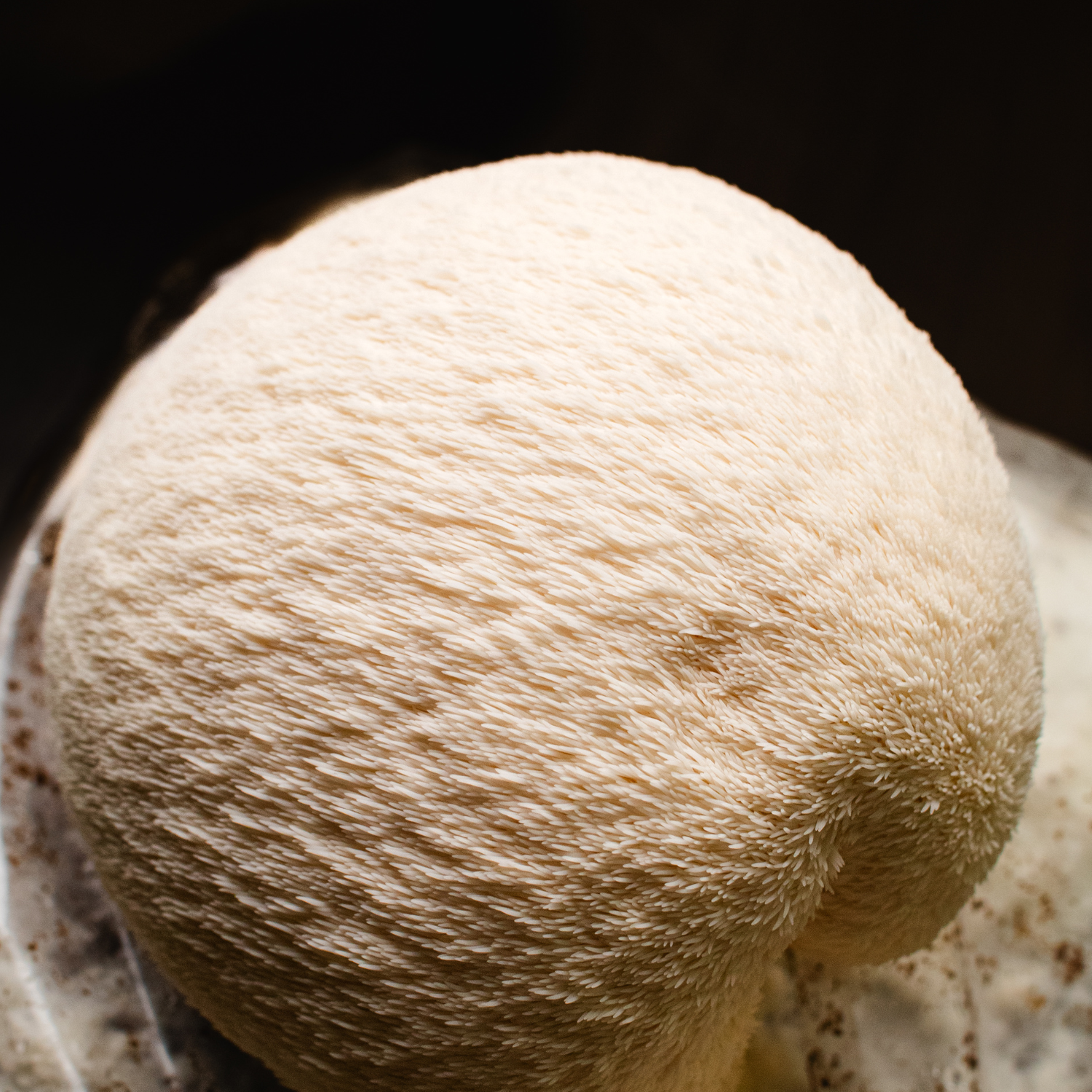Untitled design (13).png