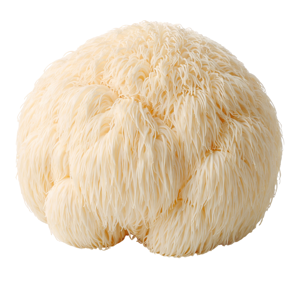 Lion's mane mushrooms, bulk lions mane mushrooms, dried lions mane wholesale, USA grown lions mane mushrooms for beverages, wholesale dried lions mane organic lions mane