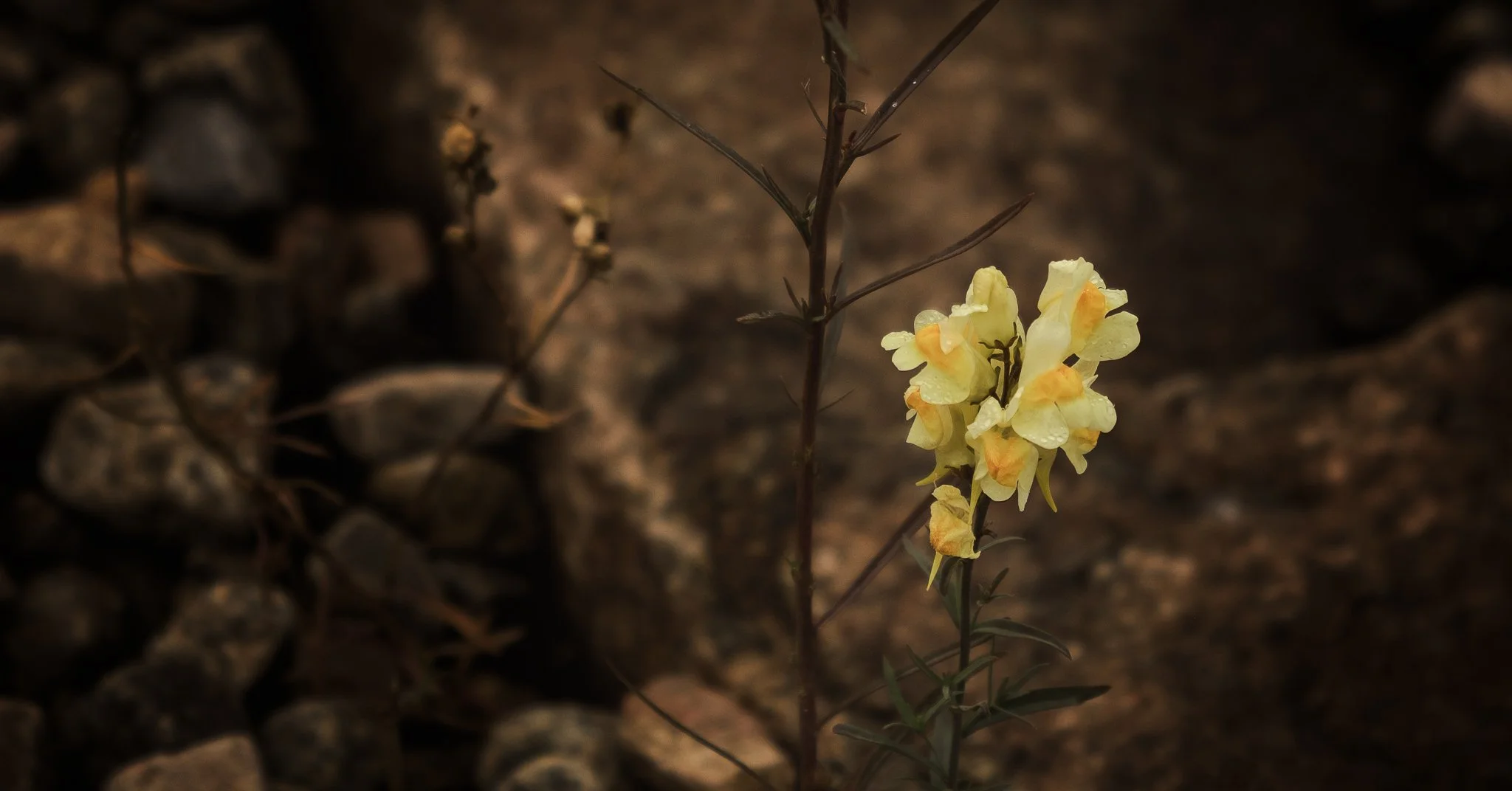 DSCF6125-Edit.jpg