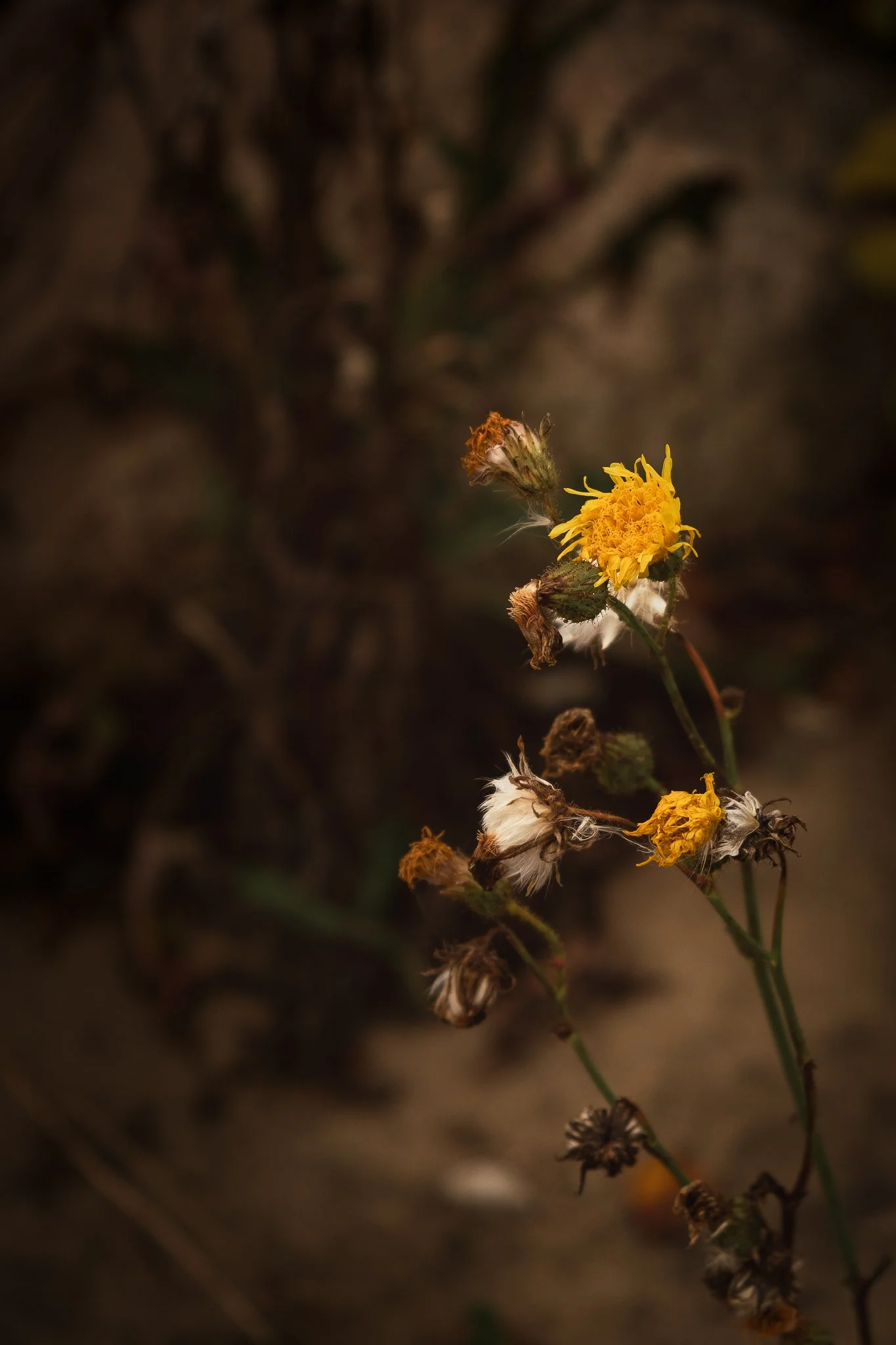 DSCF6162-Edit.jpg