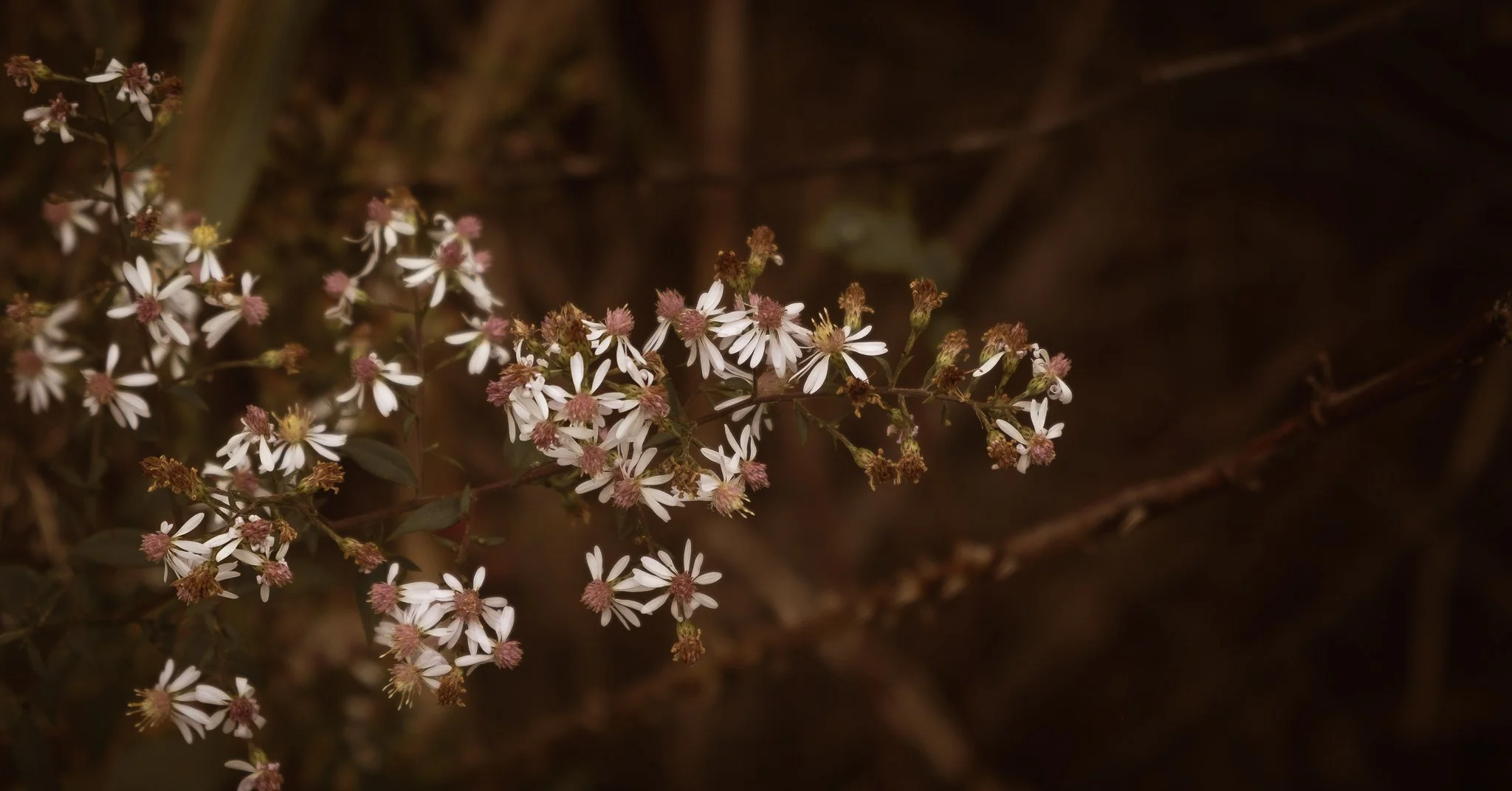 DSCF6169-Edit.jpg