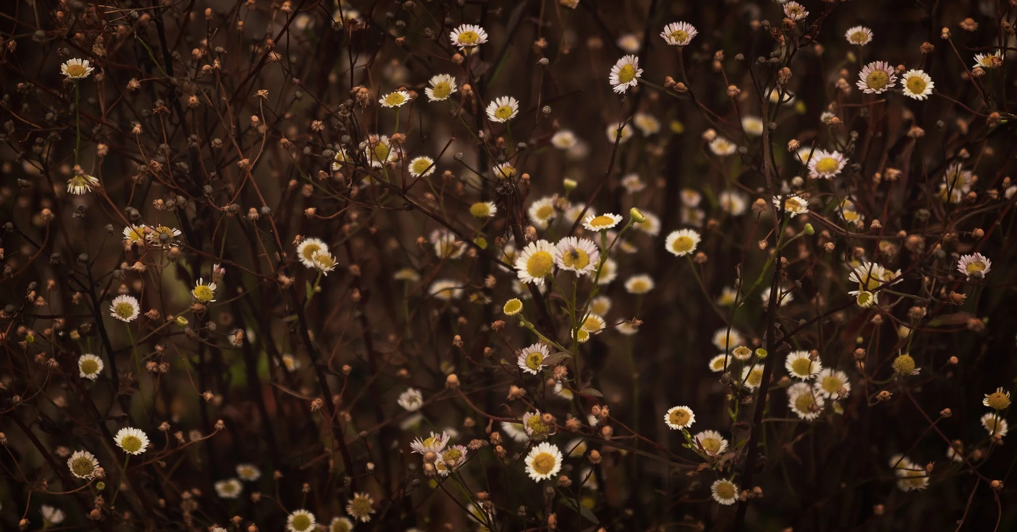 DSCF6170-Edit.jpg