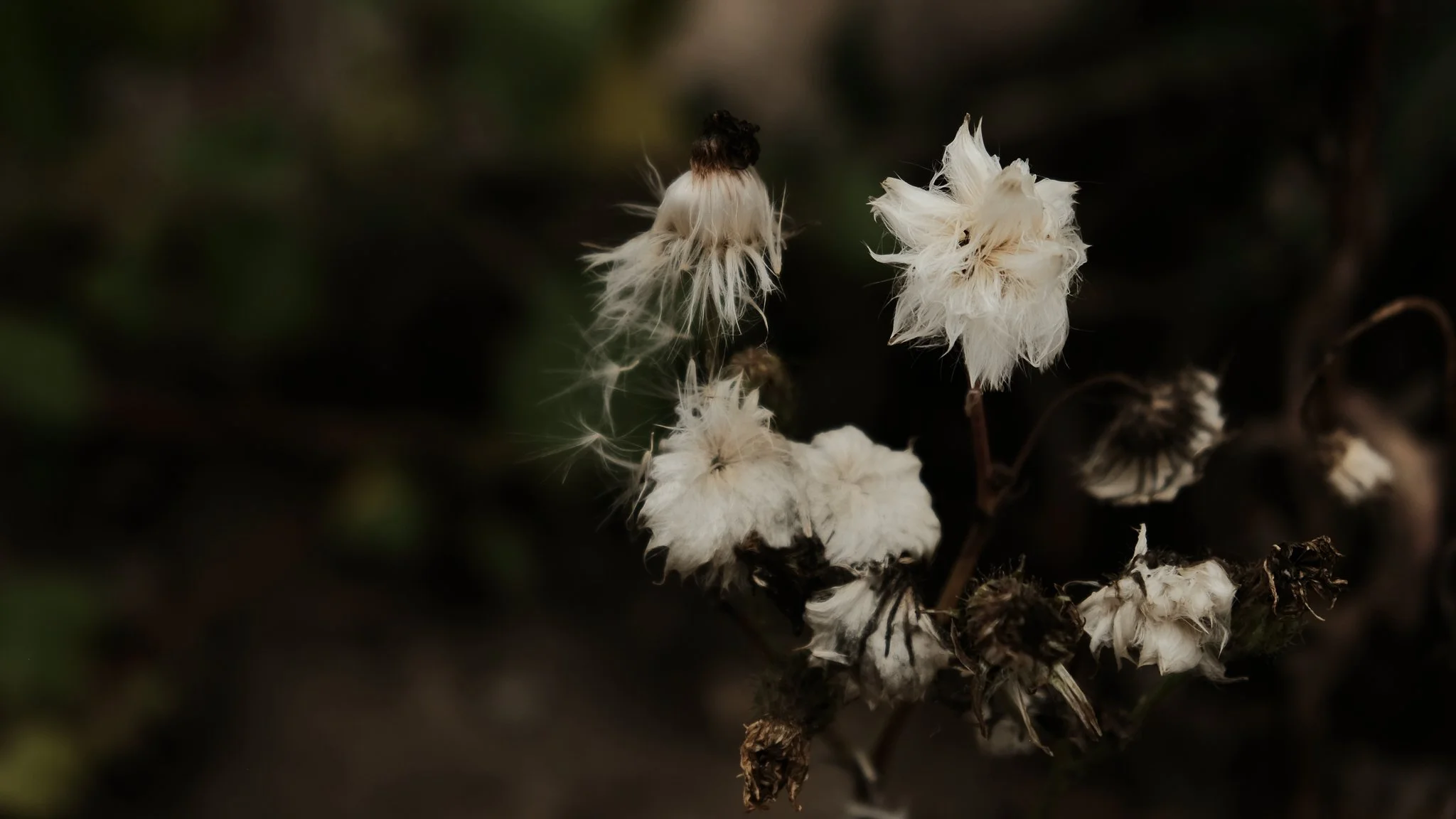 DSCF6164.jpg