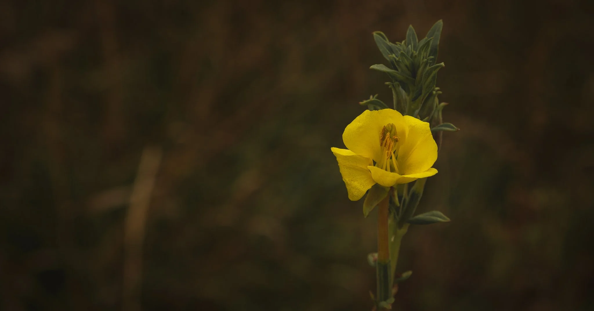 DSCF6208-Edit.jpg